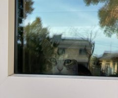 猫写真