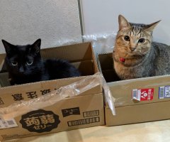 猫写真