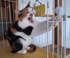 猫写真