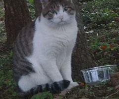 猫写真