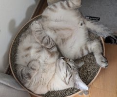猫写真