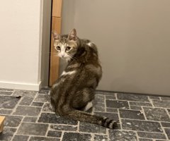 猫写真