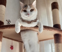 猫写真