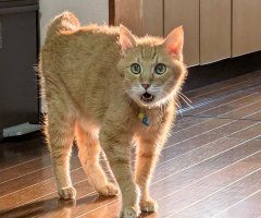 猫写真