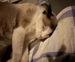 猫写真