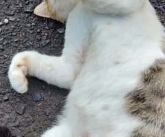 猫写真
