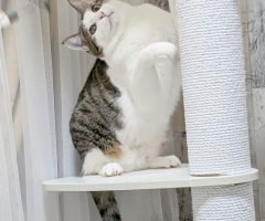 猫写真