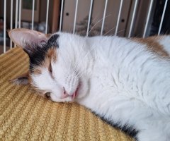 猫写真