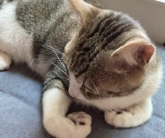 猫写真