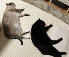 猫写真