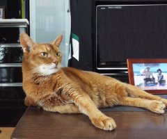 猫写真