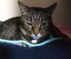 猫写真