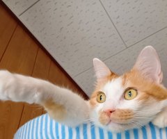 猫写真