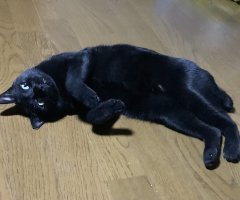 猫写真