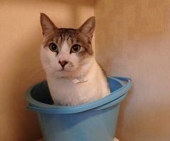 猫写真