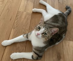猫写真