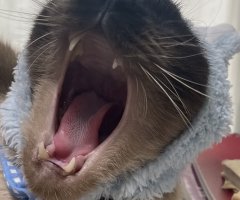 猫写真