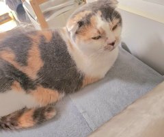 猫写真