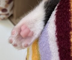 猫写真