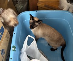 猫写真