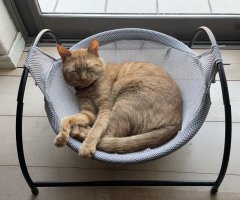 猫写真
