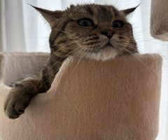 猫写真