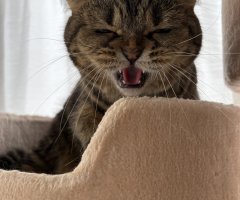 猫写真