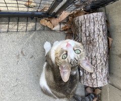 猫写真