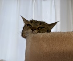 猫写真