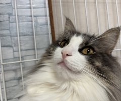 猫写真