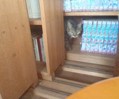 猫写真