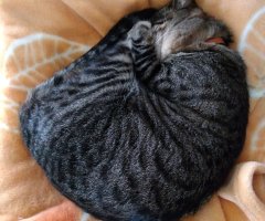 猫写真