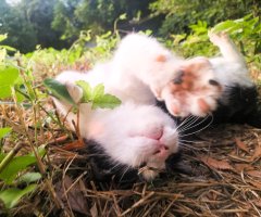 猫写真
