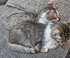 猫写真