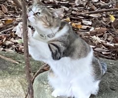 猫写真