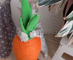 猫写真
