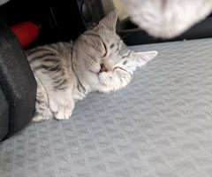 猫写真