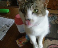 猫写真