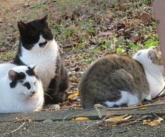 猫写真