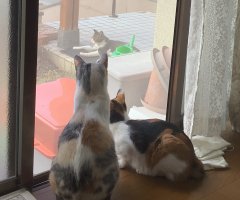 猫写真