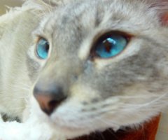 猫写真