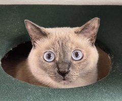 猫写真
