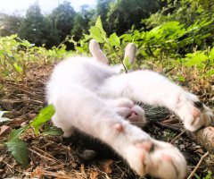 猫写真