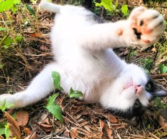 猫写真