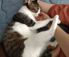 猫写真