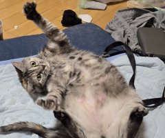 猫写真
