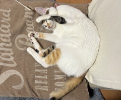 猫写真