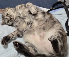 猫写真