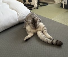 猫写真