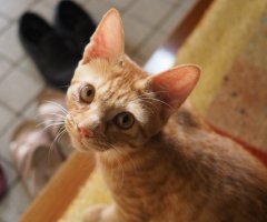 猫写真